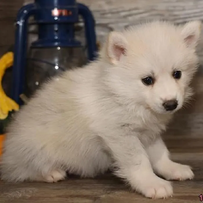 Male Pomsky 2nd Gen Puppy for sale