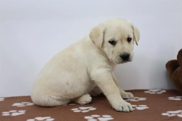 Female Labrador Retriever puppy for sale at Petland - Pensacola.