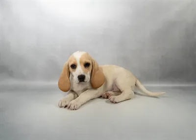 Female Beagle puppy for sale at Petland - Pensacola.