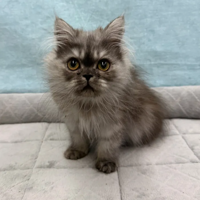 Female Persian kitten for sale at Petland - Pensacola.