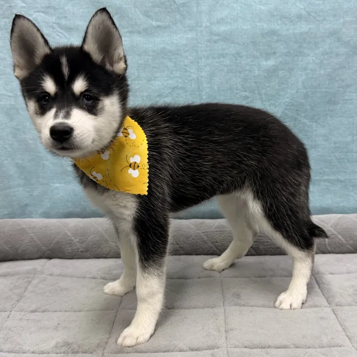 Female Alaskan Klee Kai puppy for sale at Petland - Pensacola.