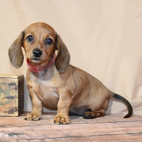 Female Dachshund puppy for sale at Petland - Pensacola.