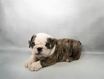 Male English Bulldog puppy for sale at Petland - Pensacola.