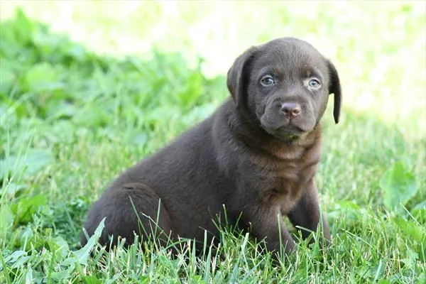 Female Labrador Retriever puppy for sale at Petland - Pensacola.