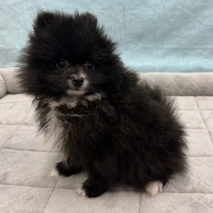 Male Pomeranian puppy for sale at Petland - Pensacola.