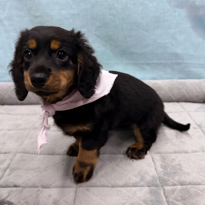 Female Dachshund puppy for sale at Petland - Pensacola.