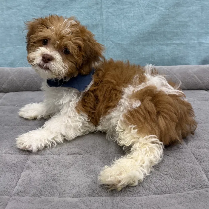 Male Teddy Bear puppy for sale at Petland - Pensacola.