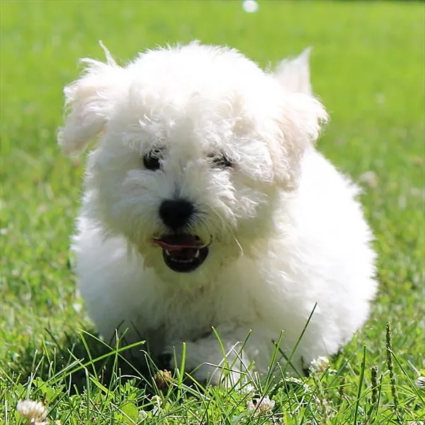Male Bichon Frise puppy for sale at Petland - Pensacola.