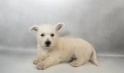Female West Highland White Terrier puppy for sale at Petland - Pensacola.
