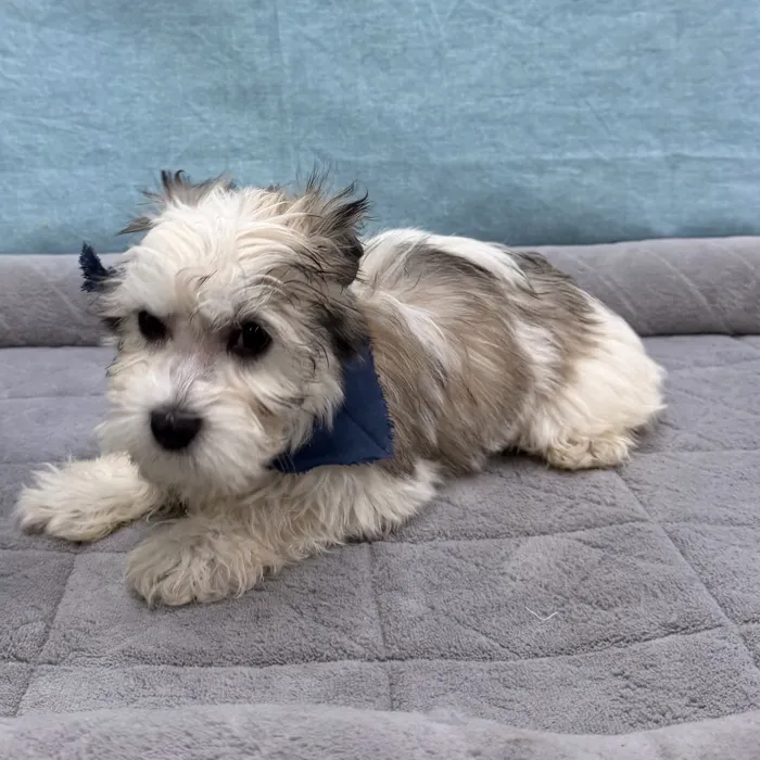 Male Coton De Tulear puppy for sale at Petland - Pensacola.