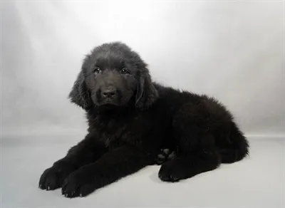 Female Newfoundland puppy for sale at Petland - Pensacola.