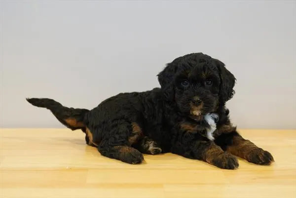 Female Miniature Bernedoodle 2Nd Gen puppy for sale at Petland - Pensacola.