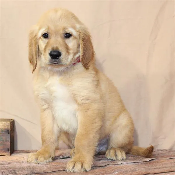 Male Golden Retriever puppy for sale at Petland - Pensacola.