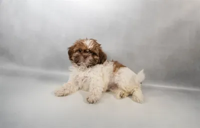 Female Shih Tzu puppy for sale at Petland - Pensacola.