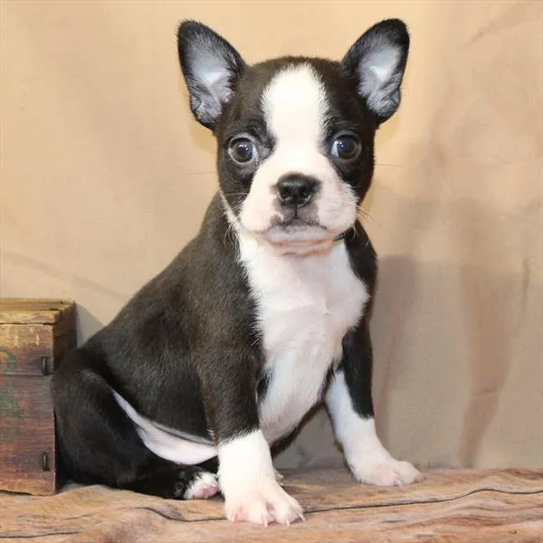 Male Boston Terrier puppy for sale at Petland - Pensacola.