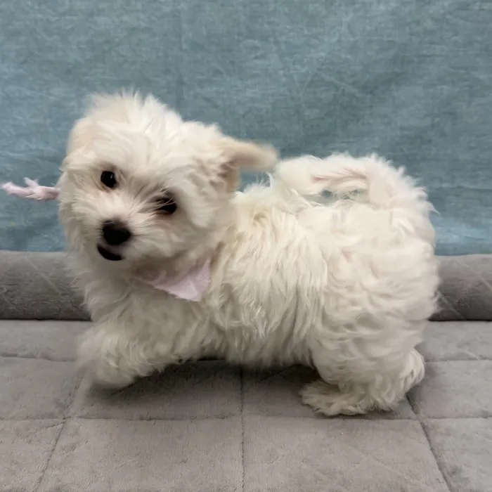 Female Maltese puppy for sale at Petland - Pensacola.