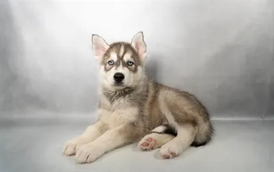 Male Siberian Husky puppy for sale at Petland - Pensacola.