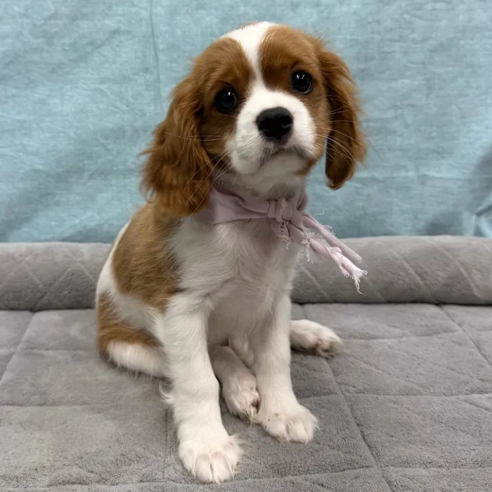 Female Cavalier King Charles Spaniel puppy for sale at Petland - Pensacola.