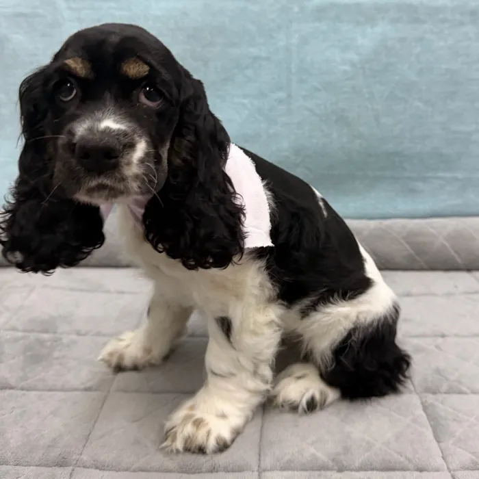 Female Cocker Spaniel puppy for sale at Petland - Pensacola.