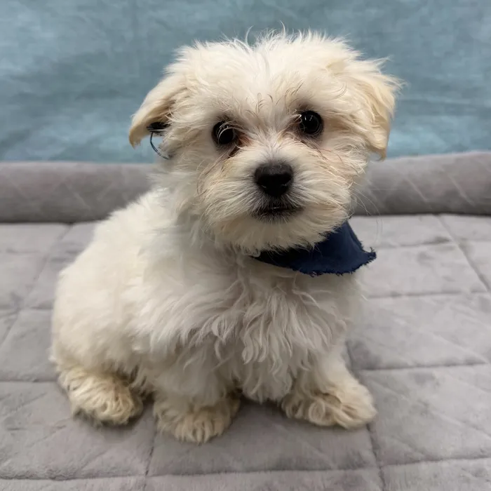 Male Maltese puppy for sale at Petland - Pensacola.