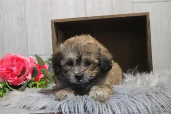 Male Shipoo puppy for sale at Petland - Pensacola.