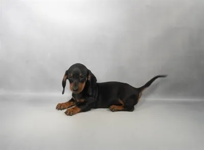 Female Dachshund puppy for sale at Petland - Pensacola.