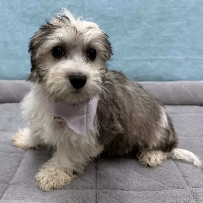 Female Coton De Tulear puppy for sale at Petland - Pensacola.
