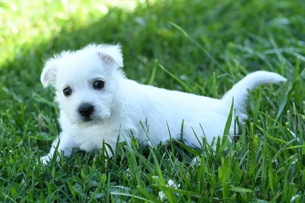 Male West Highland White Terrier puppy for sale at Petland - Pensacola.