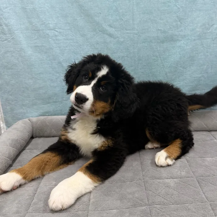 Female Bernese Mountain Dog puppy for sale at Petland - Pensacola.