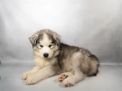 Male Siberian Husky puppy for sale at Petland - Pensacola.