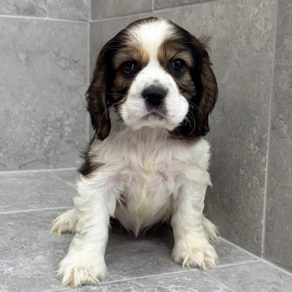 Female Cocker Spaniel puppy for sale at Petland - Pensacola.