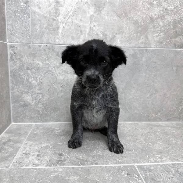 Male Australian Cattle Dog puppy for sale at Petland - Pensacola.