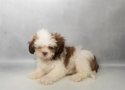 Male Lhasa Apso puppy for sale at Petland - Pensacola.