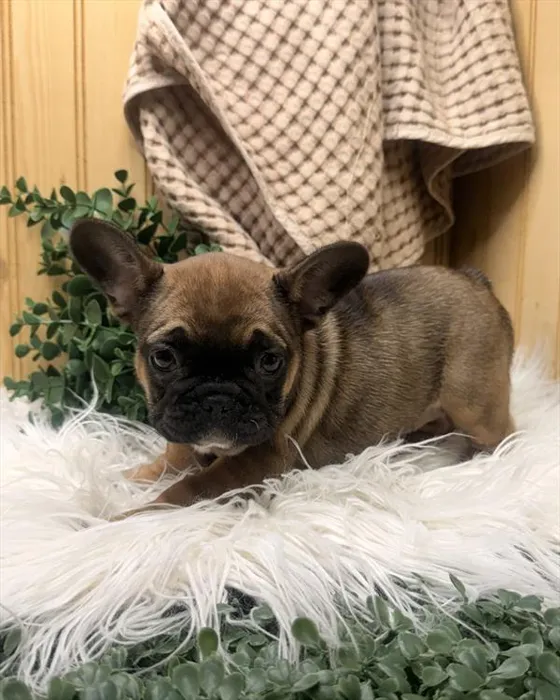 Female French Bulldog puppy for sale at Petland - Pensacola.