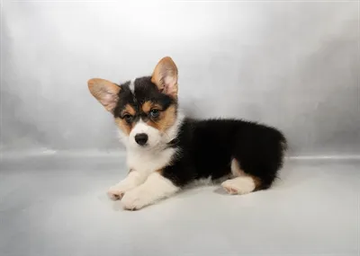 Female Pembroke Welsh Corgi puppy for sale at Petland - Pensacola.