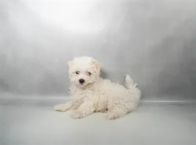 Female Maltese puppy for sale at Petland - Pensacola.
