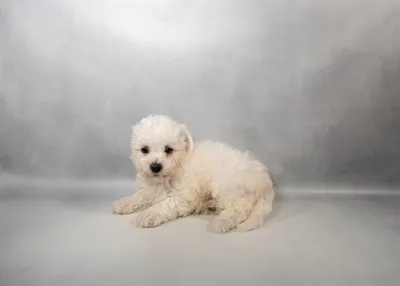 Male Bichon Frise puppy for sale at Petland - Pensacola.