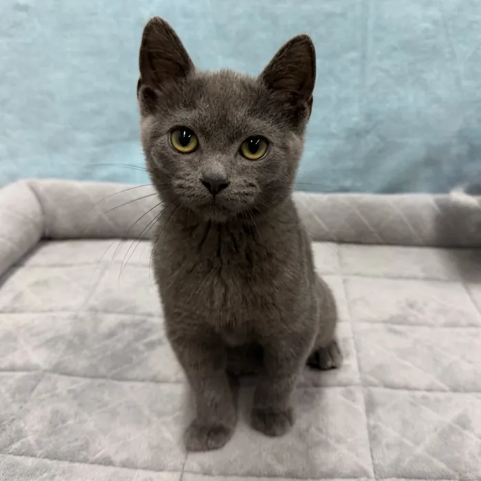 Male Russian Blue kitten for sale at Petland - Pensacola.