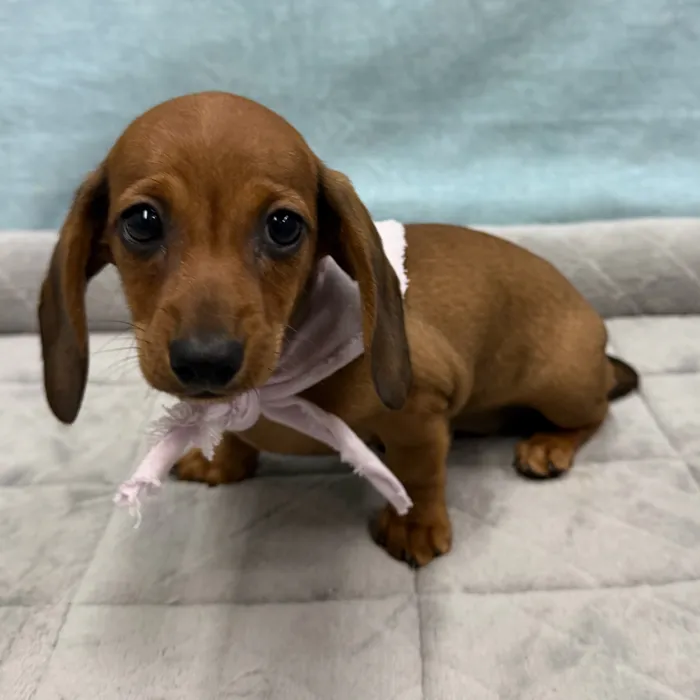 Female Dachshund puppy for sale at Petland - Pensacola.