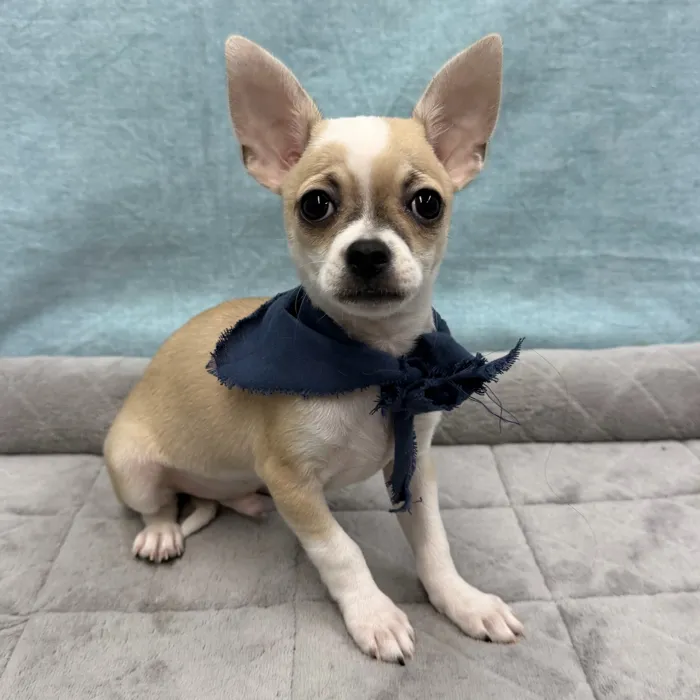 Male Chihuahua puppy for sale at Petland - Pensacola.