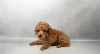 Male Poodle puppy for sale at Petland - Pensacola.