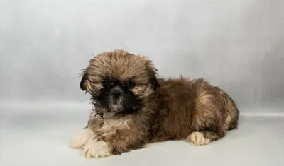 Female Lhasa Apso puppy for sale at Petland - Pensacola.