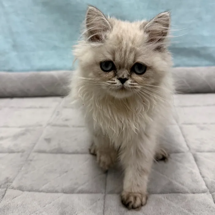Male Persian kitten for sale at Petland - Pensacola.