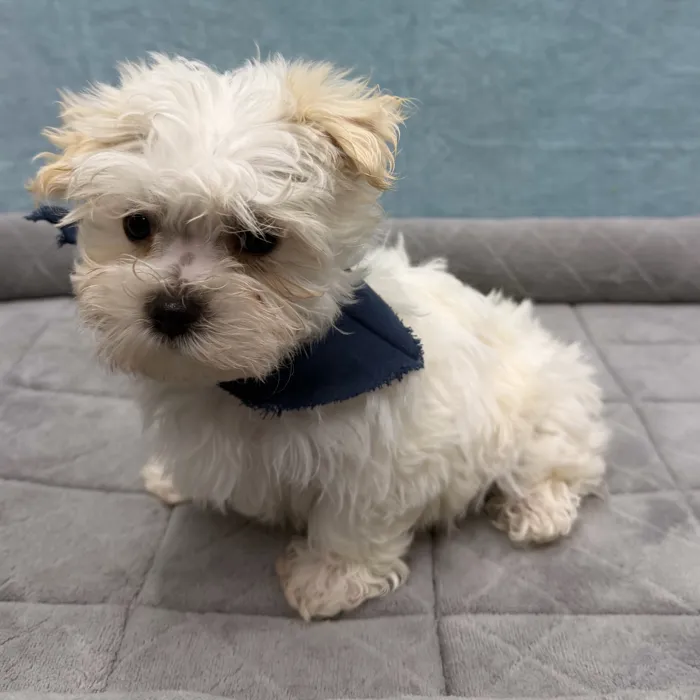 Male Morkie puppy for sale at Petland - Pensacola.