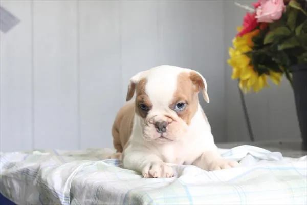 Female Victorian Bulldog puppy for sale at Petland - Pensacola.