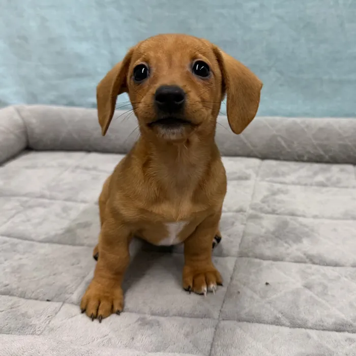 Female Dachshund puppy for sale at Petland - Pensacola.