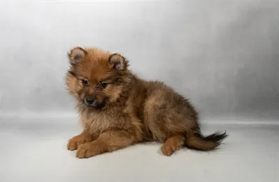 Male Pomeranian puppy for sale at Petland - Pensacola.