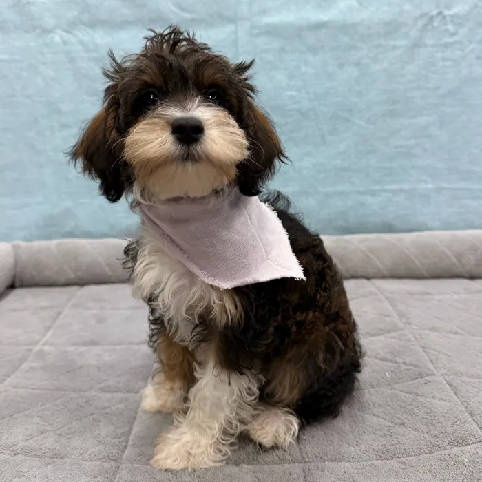 Female Schnoodle puppy for sale at Petland - Pensacola.
