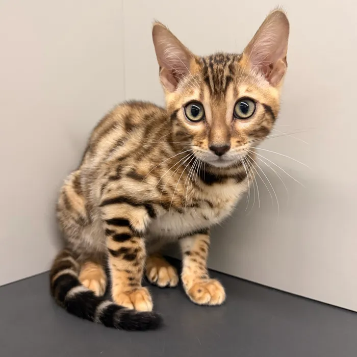 Male Bengal kitten for sale at Petland - Pensacola.