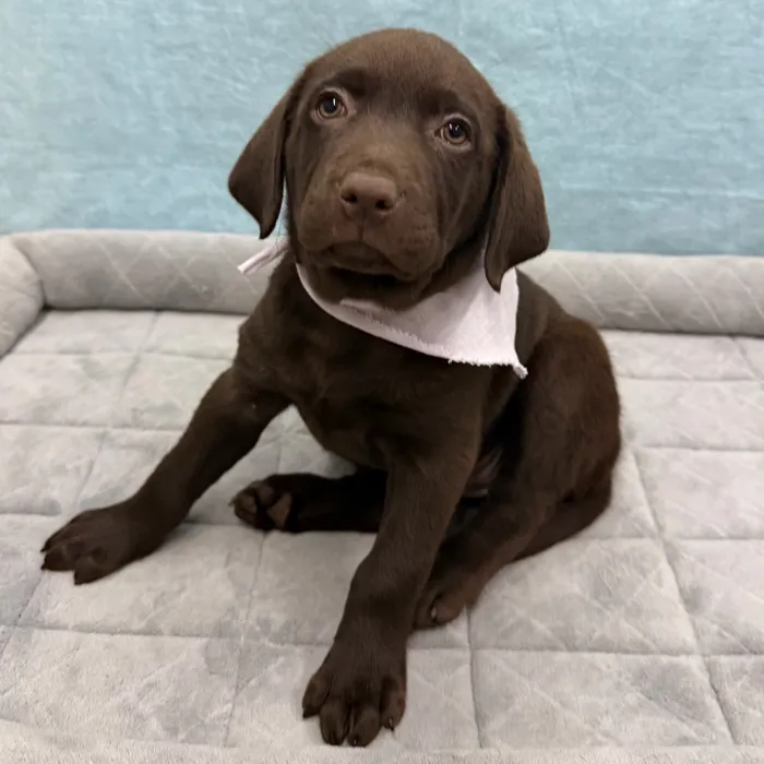 Female Labrador Retriever puppy for sale at Petland - Pensacola.